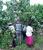Mango fruits and farmers inspecting a mango tree