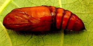 The African bollworm pupa is shiny brown