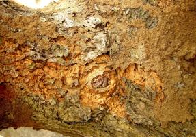 Termite damage on mango tree bark.