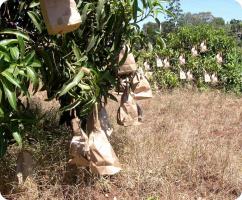 Mango fruit bagging in an orchard