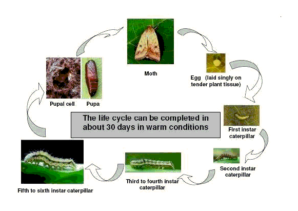 Life cycle of African bollworm