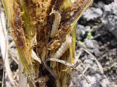 Damage by stem borer caterpillars