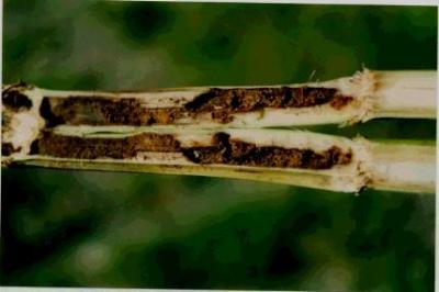 Stem damaged by stem borers