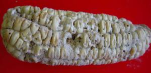 Maize cob damaged