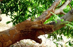 Soil-covered tunnels built by termites on a mango tree.