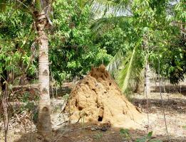 A termite mound in a mixed cropped farm in Kenya.