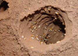 Entrance to termites nest.