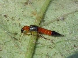 Rove beetle