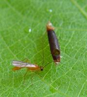 Parasitic wasp