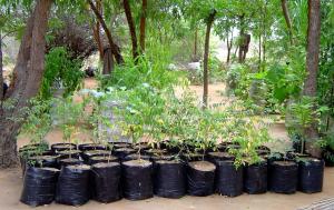 Neem nursery