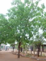 Neem trees