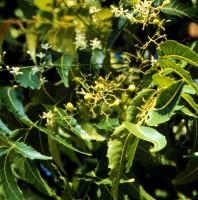 Neem fruits