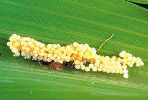 Eggs of the African maize stalk borer 