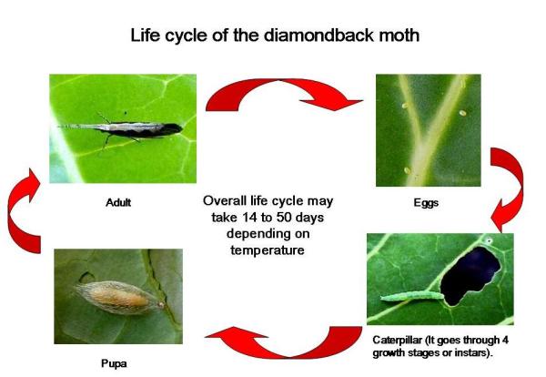 Lifecycle of Diamondback moth