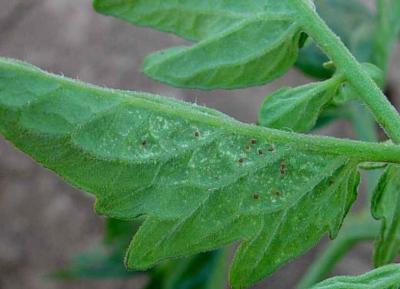 red spider mites on tomato plants