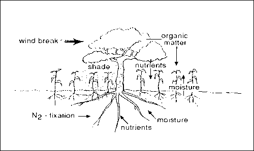 Interactions in agrosylvicultural systems.