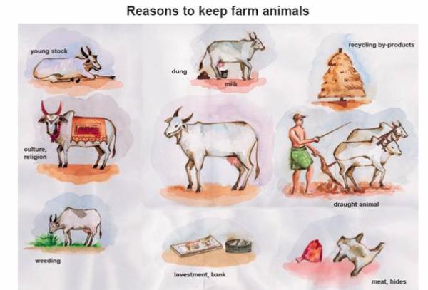 What to consider when choosing to keep animals (IFOAM) | Infonet Biovision  Home.