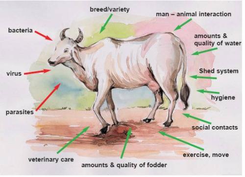 Animal health promotion, welfare and disease prevention (IFOAM Norms) |  Infonet Biovision Home.