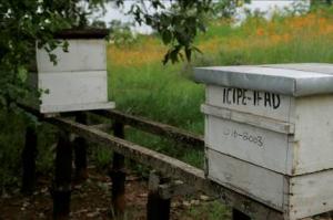 Langstroth hives