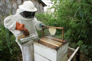 Protective clothing for beekeepers
