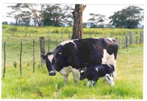 Friesian cow with calf