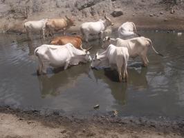 East African Zebu at a water hole