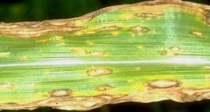 Southern leaf blight (Cochliobolus heterostrophuson) on maize