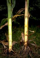 Basal stalk rot caused by Gibberella zeae on maize.