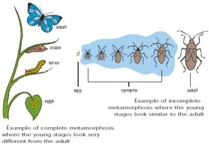 Insect Life Cycles