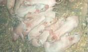 Piglets on saw dust bedding