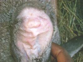 Example of ear canker