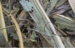Damaged of conserved maize stovers by pests