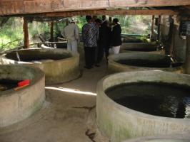 Circular tanks for a trout hatchery