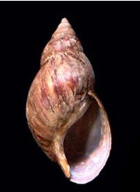 Shell of the Giant African Snail