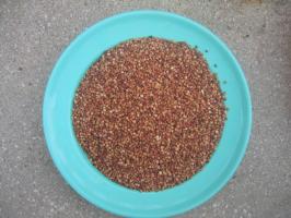 Sorghum for energy