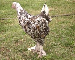 Feathered shank hen