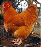 Buff Orpington