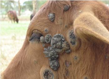 papillomatosis in cattle