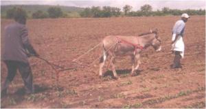 Ploughing