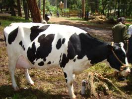 Friesian cow 