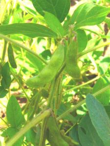 Soybean green pods