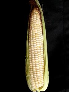 A healthy maize cob