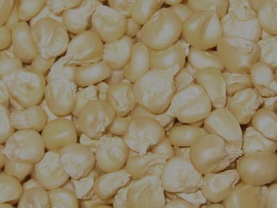 Maize seed untreated with chemicals