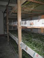 Rearing beds