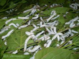 instar silkworms