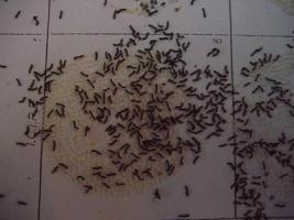 Newly hatched silkworms
