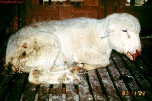 Sheep with Bluetongue disease