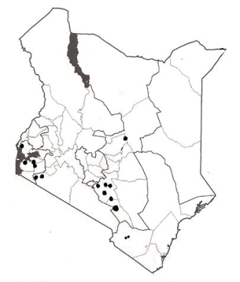 Distribution of Acacia plycantha in Kenya
