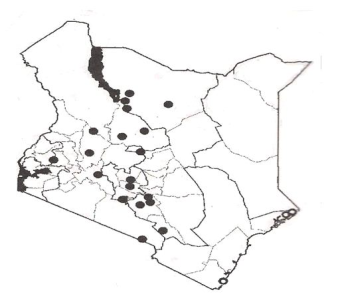 Distribution of Croton megalocarpus in Kenya