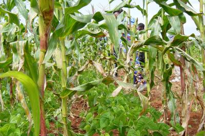 Late planted mucuna into maize